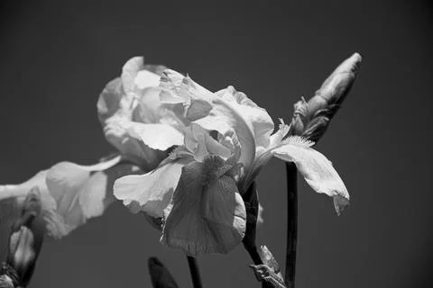 This image features a close-up view of a blooming iris flower, captured in black Stock Photos
