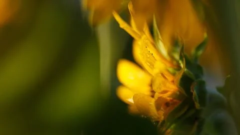 This image features a closely captured blooming yellow flower surrounded by.. Stock Photos