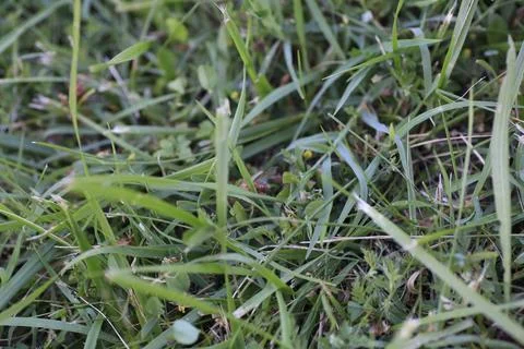 This image features a closeup view of a lush green field filled with grass Stock Photos