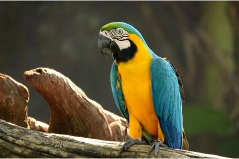 The image features a colorful bird, specifically a macaw or parrot, perched.. Stock Photos