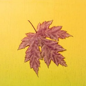 This image features a dry maple leaf prominently displayed on a vibrant yello Stock Photos