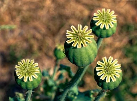 The image features four green seed pods with white, star-like structures 库存照片