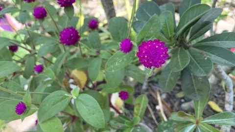 The image features the globe amaranth (Gomphrena globosa), Stock Photos