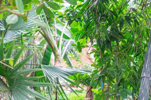 Image features greenery with palm-like leaves, potentially taken in a tropi.. Stock Photos