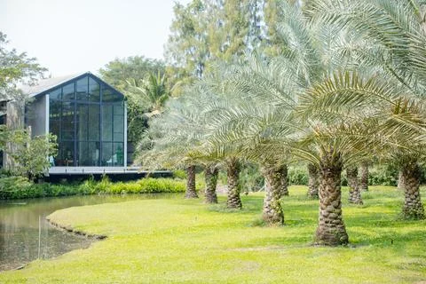 Image features peaceful landscape with row of palm trees growing on a brigh.. Stock Photos