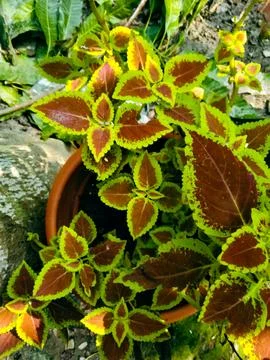 The image features a potted plant with vibrant yellow and green leaves, pla.. Stock Photos