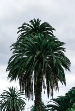 The image features a tall palm tree with lush green leaves against a backdrop Stock-Fotos