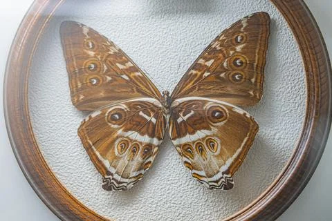 The image features two large, brown and cream butterflies with darker spots.. Stock Photos