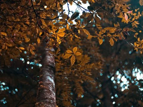 Image features a vibrant yellow tree with an array of autumn-hued leaves Stock Photos