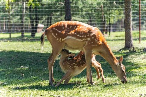 The image features a young deer grazing in a lush, green meadow. The deer has Stock Photos