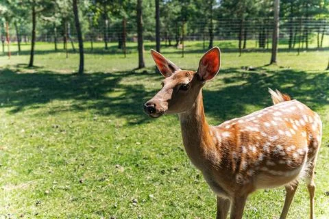 The image features a young deer grazing in a lush, green meadow. The deer has Stock Photos