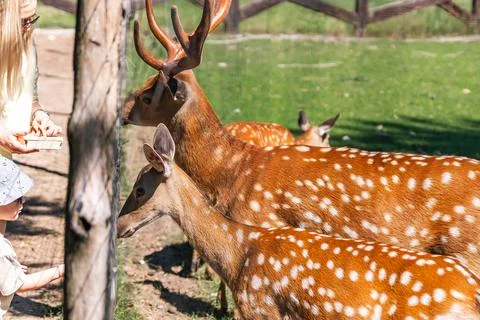 The image features a young deer grazing in a lush, green meadow. The deer has Stock Photos
