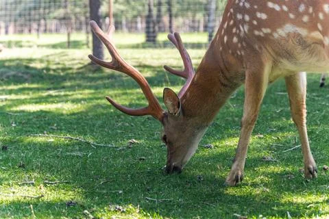 The image features a young deer grazing in a lush, green meadow. The deer has Stock Photos