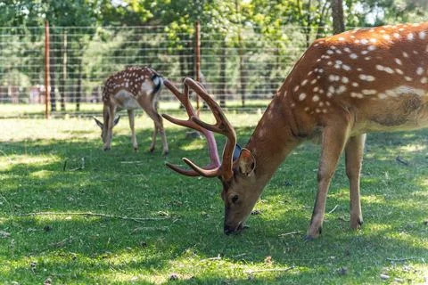 The image features a young deer grazing in a lush, green meadow. The deer has Stock Photos
