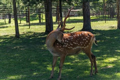 The image features a young deer grazing in a lush, green meadow. The deer has Stock Photos