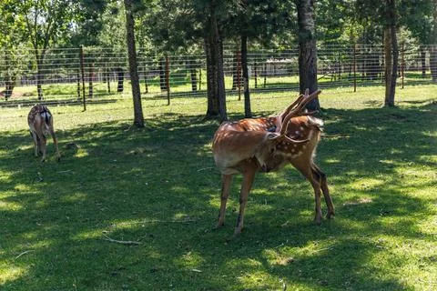 The image features a young deer grazing in a lush, green meadow. The deer has Stock Photos