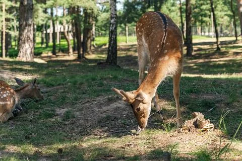 The image features a young deer grazing in a lush, green meadow. The deer has Stock Photos