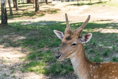 The image features a young deer grazing in a lush, green meadow. The deer has Stock Photos