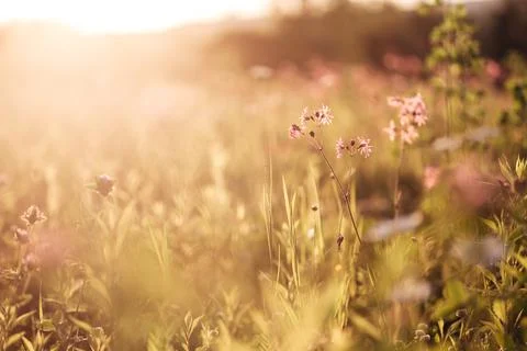 Image of a field of flowers at sunset with a blurred background Stock Photos