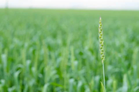 An image of a field of wheat. Close-up view of fresh ears of young green whea Stock Photos