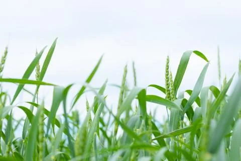 An image of a field of wheat. Close-up view of fresh ears of young green whea Stock Photos