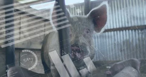 Image of financial data processing over pigs at farm 写真素材