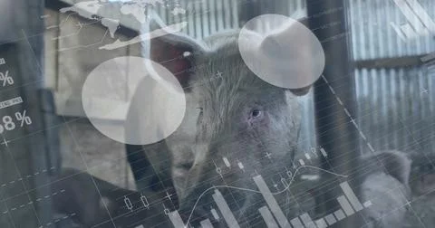 Image of financial data processing over pigs at farm Stock Photos