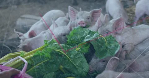 Image of financial data processing over caucasian man feeding pigs Foto stock