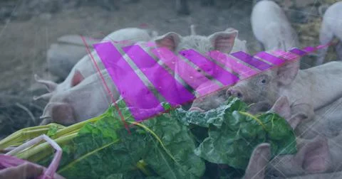 Image of financial data processing over caucasian man feeding pigs Foto stock
