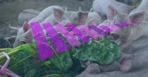 Image of financial data processing over caucasian man feeding pigs Stock Photos