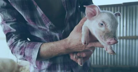 Image of financial data processing over caucasian man holding pig 写真素材