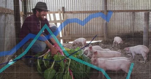 Image of financial data processing over caucasian man feeding pigs Stock Photos
