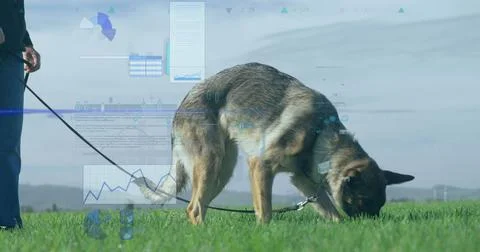 Image of financial data processing over caucasian man with dog in grass Stock Photos