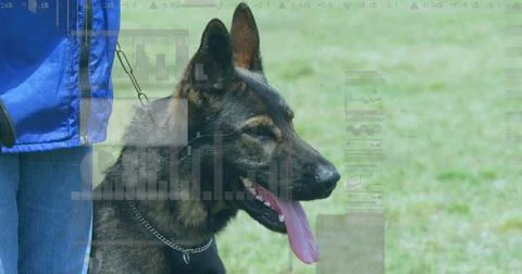 Image of financial data processing over caucasian man with dog in grass 스톡 사진