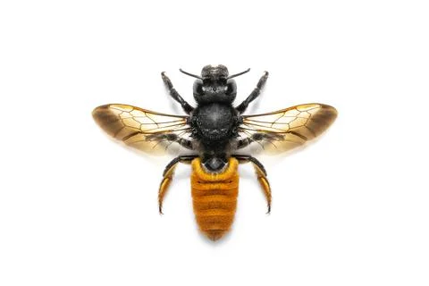 Image of fire tail resin bee isolated on white background. Animal. Insect. Stock Photos
