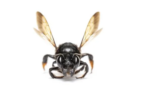 Image of fire tail resin bee isolated on white background. Animal. Insect. Stock Photos