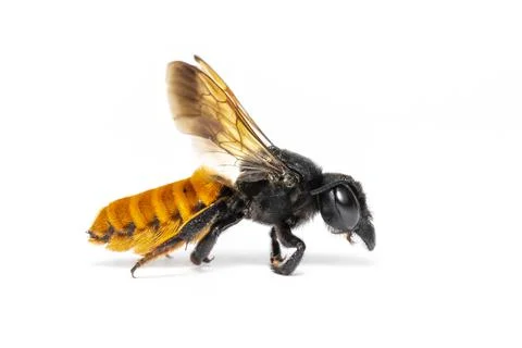 Image of fire tail resin bee isolated on white background. Animal. Insect. Stock Photos