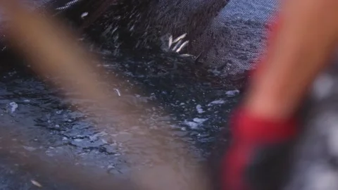Image of fishing net being pull back to a boat at Adriatic sea, Croatia. Stock Footage 149009840