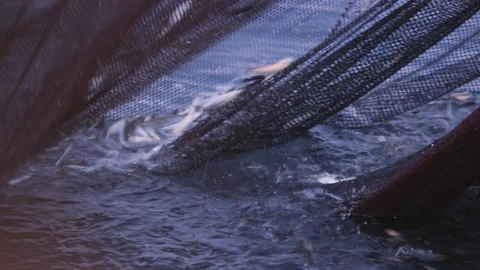 Image of fishing net being pull back to a boat at Adriatic sea, Croatia. Video stock 149009850