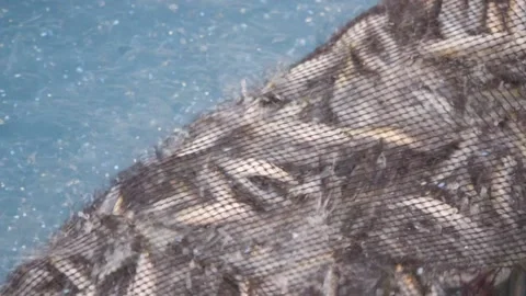 Image of fishing net being pull back to a boat at Adriatic sea, Croatia. Stock Footage 149009863