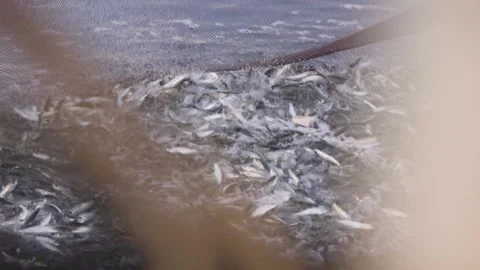Image of fishing net being pull back to a boat at Adriatic sea, Croatia. Stock Footage 149009867