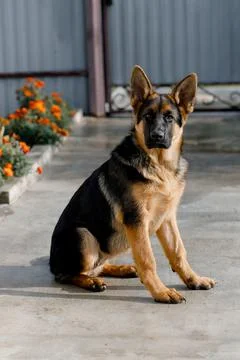 Image A five-month-old German Shepherd sits and looks into the camera Stock Photos