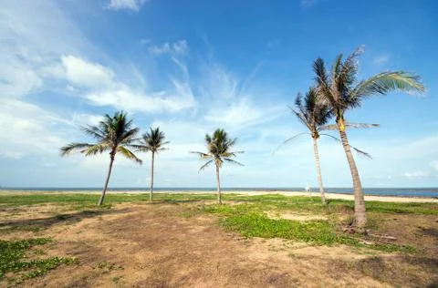 An image of five nice palm trees in the blue sunny sky Stock Photos