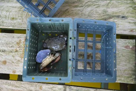 Image of a floating basket for keeping live soft shell crab in water in thail Stock Photos