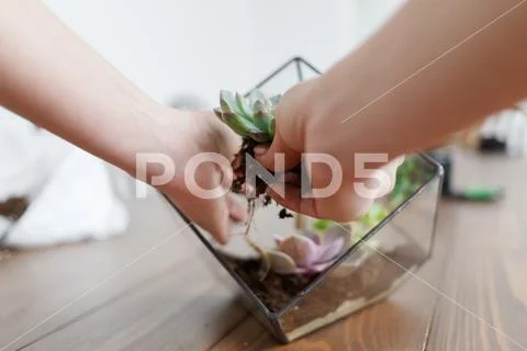 Image of florist webinar on manufacture of florarium with stones and succulents Stock Photos