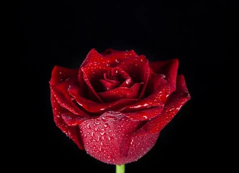 Image of flower dark background Stock Photos