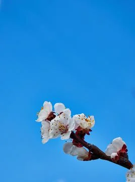 An image of a flowering tree. Image of cherry blossoms. Stock Photos