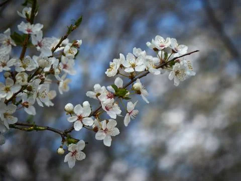 An image of a flowering tree. Stock Photos