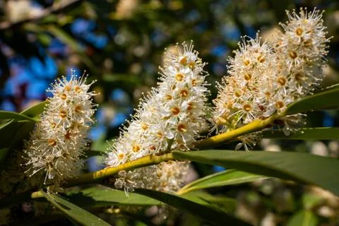 Image of the flowers of the laurel Foto stock