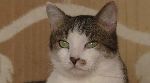 Image of fluffy grey cat looking at camera 스톡 동영상 54922179